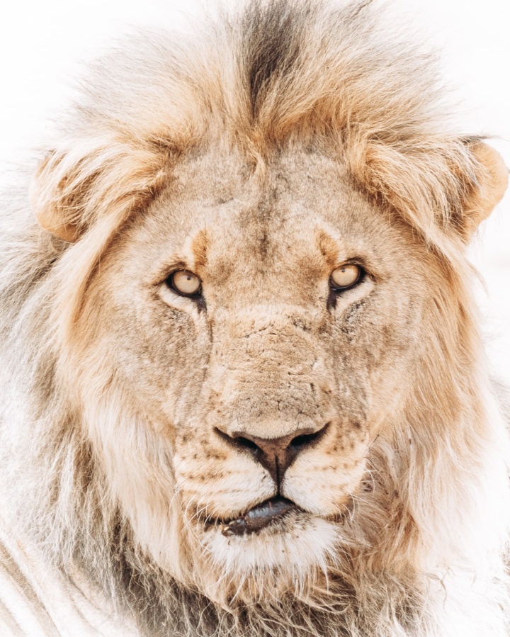 Camping surrounded by lions